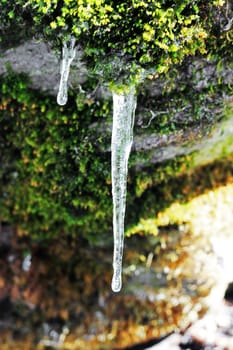 Frozen icicles hanging from the stone in the forest