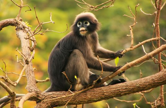 Spectacled langur sitting in a tree, Wua Talap island, Ang Thong National Marine Park, Thailand