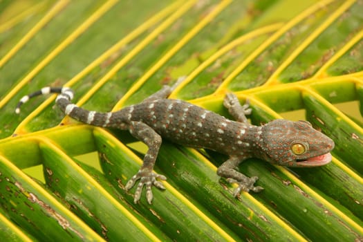 Young tokay gecko on a palm tree leaf, Ang Thong National Marine Park, Thailand