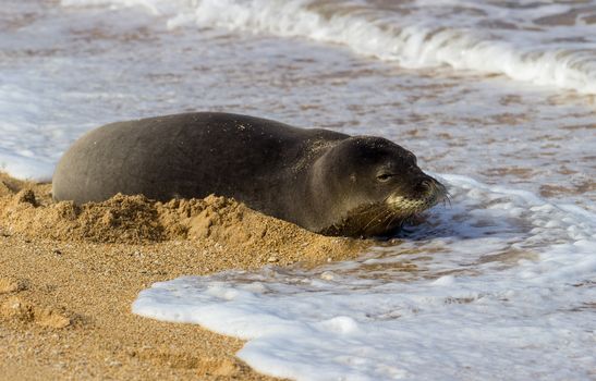 Hawaiian monk seal rests on the sand at Tunnels Beach in winter on Hawaiian island of Kauai on North Shore
