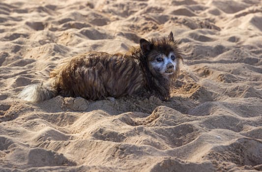 Wet bedraggled and sand covered puppy or small terrier dog on sandy beach