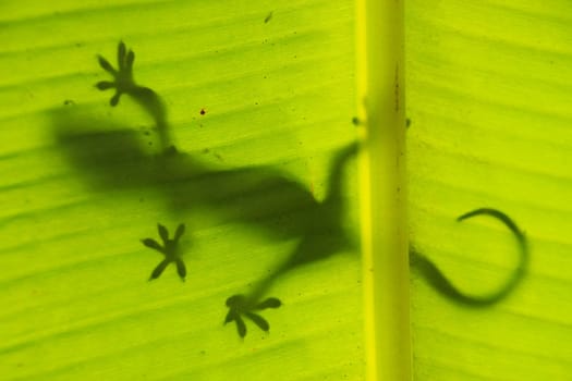 Silhouette of tokay gecko on a palm tree leaf, Ang Thong National Marine Park, Thailand