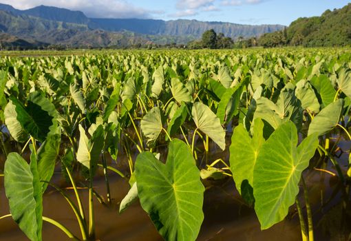 Hanalei Valley on island of Kauai with focus on Taro plants with Na Pali mountain range in the background