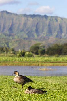 Nene ducks or geese in Hanalei Valley on island of Kauai with Taro plants and Na Pali mountain range in the background