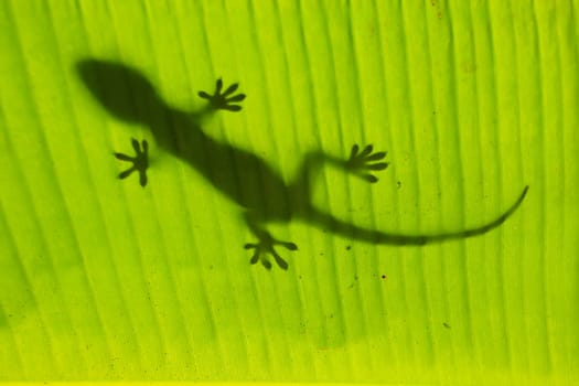 Silhouette of tokay gecko on a palm tree leaf, Ang Thong National Marine Park, Thailand