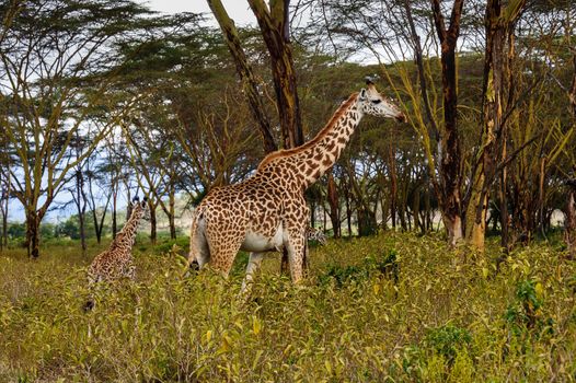 The giraffes in Hell's gate national park, Kenya.