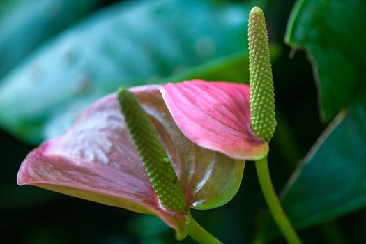 Anthurium andraeanum in a greenhouse of Beijing.