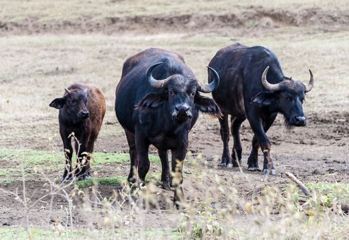 The buffalo's family in Hell's gate national park, Kenya.