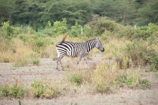 The Zebra in Crater lake national park of Kenya.