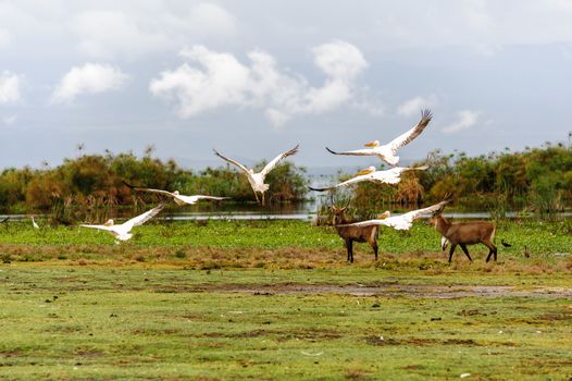 The flying pelicans in Naivasha lake of Kenya.