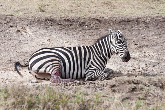 A  injured zebra in Crater lake national park of Kenya.