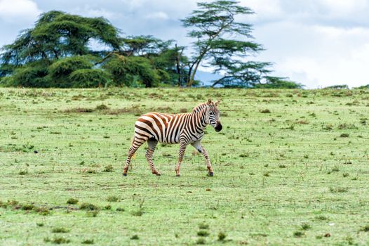 The Zebra in Crescent island of Naivasha lake, Kenya.