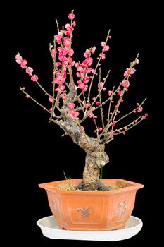 Plum blossom blooms in a green house of Beijing on cold winter.