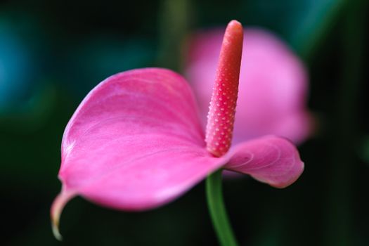 Anthurium andraeanum in a greenhouse of Beijing.