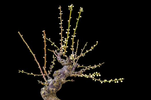 Plum blossom blooms in a green house of Beijing on cold winter.