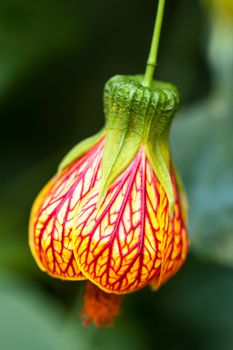 Abutilon pictum in a greenhouse of Beijing.