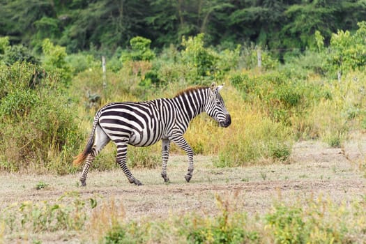 The Zebra in Crater lake national park of Kenya.