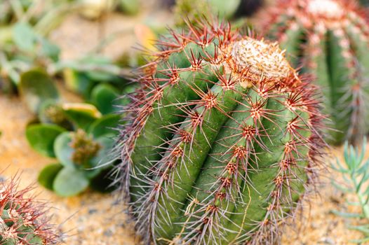 Golden ball cactus in a greenhouse of Beijing.