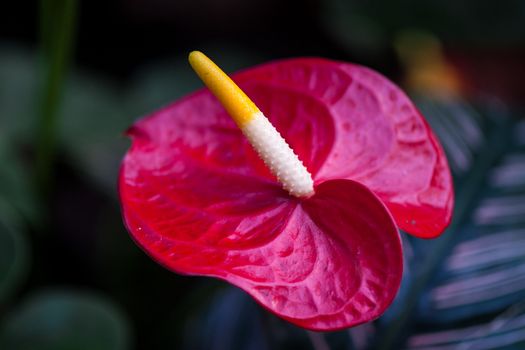 Anthurium andraeanum in a greenhouse of Beijing.