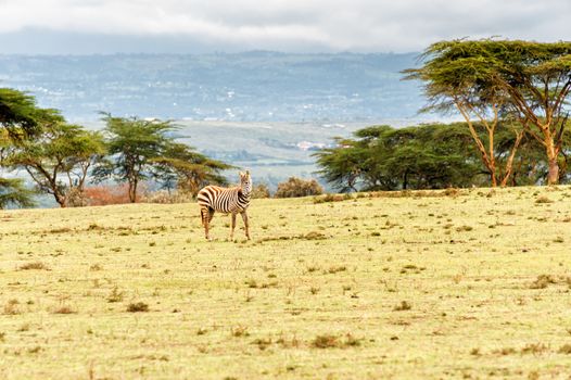 The Zebra in Crescent island of Naivasha lake, Kenya.