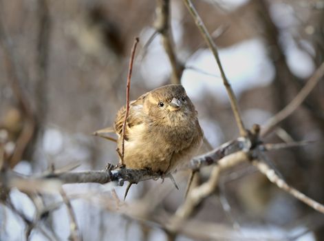 Little bird sparrow