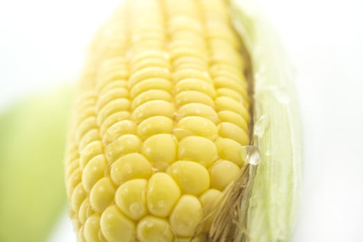 corn cob between green leaves .