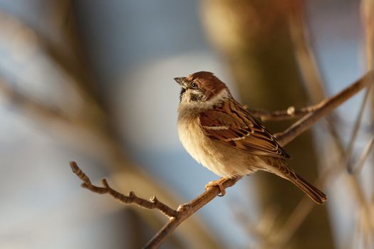The bird sparrow sits on a mountain ash branch in winter day
