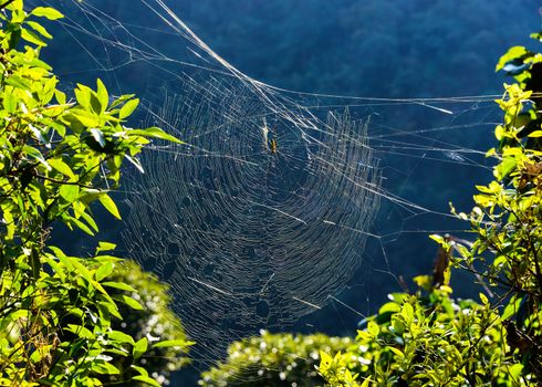 Golden orb weaver spider on its web in Nepal