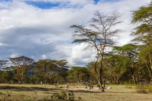 The Crater lake national park of Kenya with some zebras under the sunset.