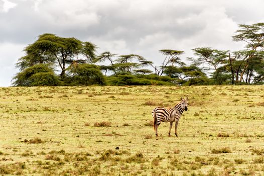The Zebra in Crescent island of Naivasha lake, Kenya.