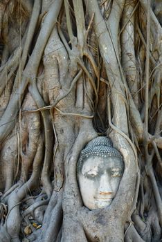 Buddha Head Surrounded by Roots in Ayutthaya