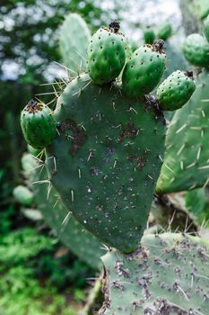 A typical cactus in south Kenya, Africa.