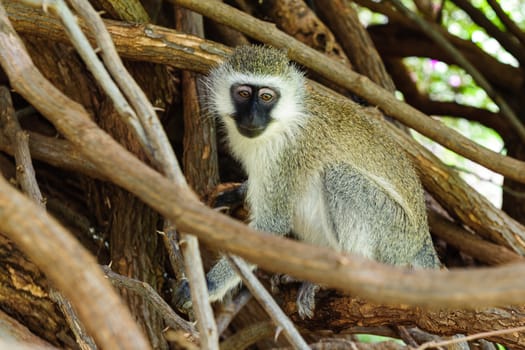 Cercopithecus Aethiops also known as Vervet monkey in southern Kenya sitting on tree.