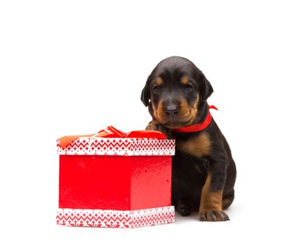 Doberman puppy near gift-box, studio shot on white background