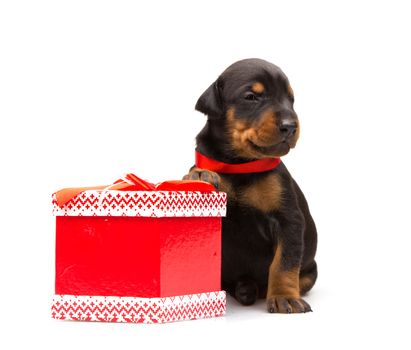 Doberman puppy near gift-box, studio shot on white background