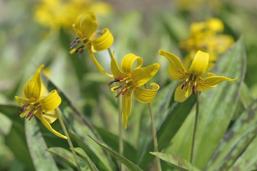 Erythronium americanum 