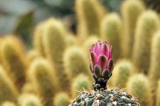 Cactus in bloom in a garden