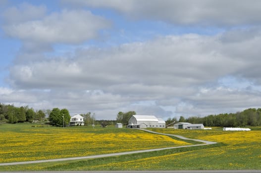 yellow flowers fields in spring