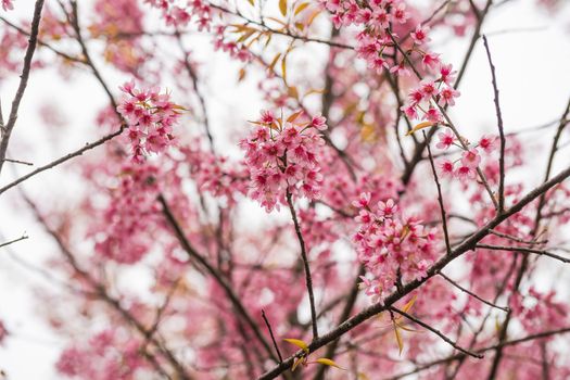 Wild himalayan cherry flower blossom, Chiangmai Thailand