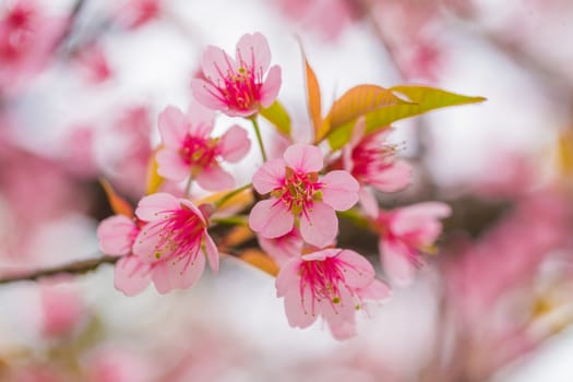 Close up of Wild Himalayan Cherry