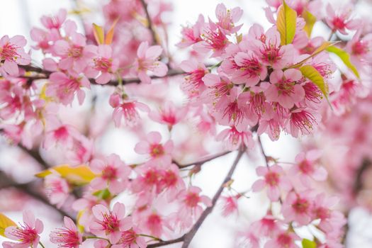 Wild Himalayan Cherry spring blossom, Beautiful pink flower