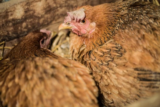 hen laying eggs in its nest, Incubate