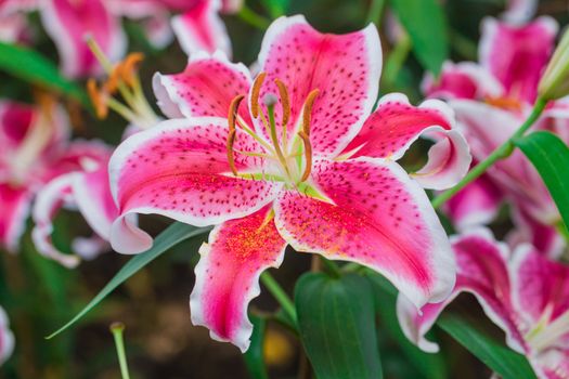 Close up of Beautiful Pink lily in garden
