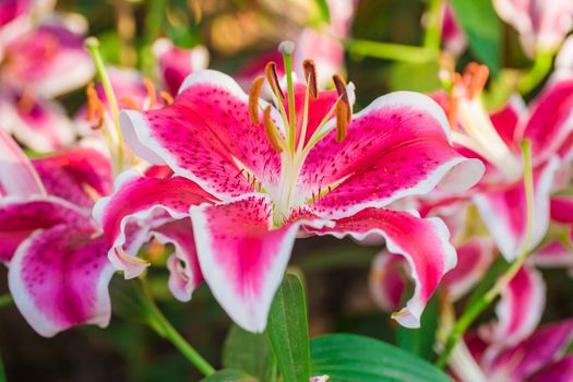 Beautiful pink lily, on flower background, Close up