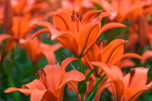 Close up of many orange lilly in a park, garden