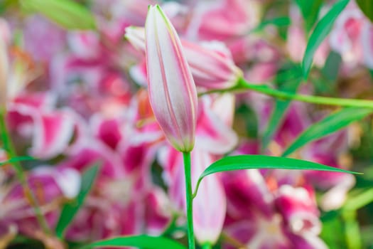 Beautiful pink lily, on flower background, Close up