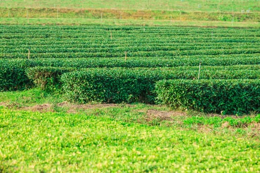 Green tea farm in thailand, Row of tea field
