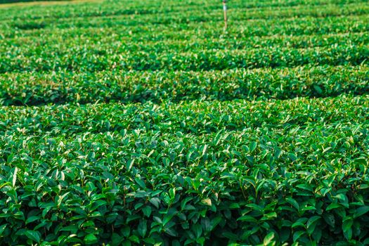 Tea Plantation in Chiangrai Thailand, Green tea field
