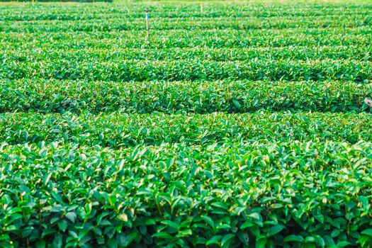 Beautiful fresh green tea plantation in Chiangrai Thailand, Green tea field