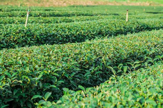 Beautiful fresh green tea plantation, Green tea field